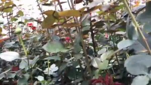 И опять, всеми любимый сорт розы Фридом в Эквадоре