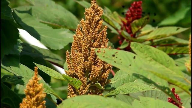 Growing Amaranth from Seed in Zone 6b/7 Gardening for Beginners Cut Flower Farm Growing Flower Seed