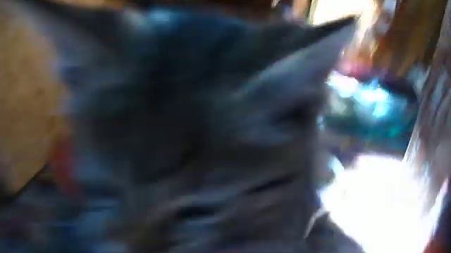 жадный и злой котенок))) смотреть онлайн