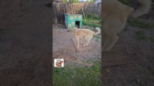 Кот кошка и котёнок пришли в гости к собаке 🏡🐕🐈🐈🐈 #catsanddog