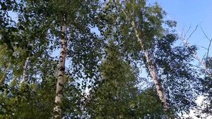 19 июня 2021- ТРОИЦКАЯ РОДИТЕЛЬСКАЯ СУББОТА.Что можно и нельзя делать.Народные традиции