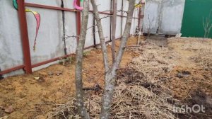 Обрезка сливы осенью! #обрезкасада #обрезки #обрезкадеревьев #обрезка