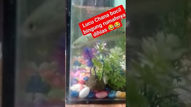 Chana bingung #menghias rumah chana#video #shorts #ekspresilucu #ikan #chana#bocill