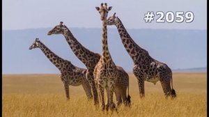 #2059. Жирафы (В мире животных)