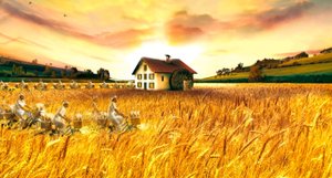 Королева пшеницы