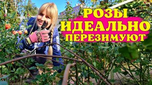 РОЗЫ ИДЕАЛЬНО перезимуют! КОКТЕЙЛЬ для ОПРЫСКИВАНИЯ перед укрытием. ФИНАЛЬНАЯ подготовка РОЗАРИЕВ