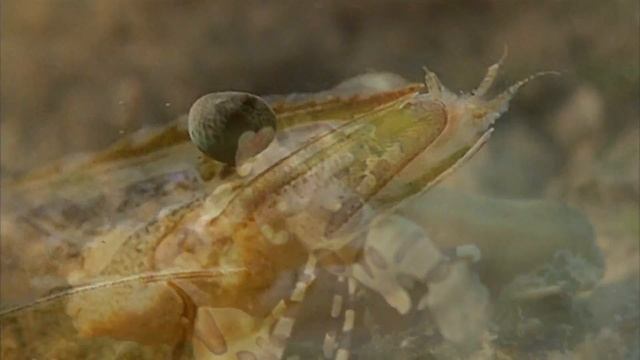 Удивительные животные: Креветка смотреть онлайн