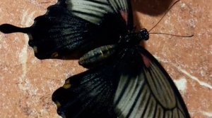 Тропические бабочки. Где взять?