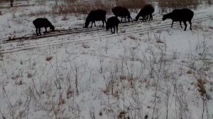 Гиссарские овцематки на зимнем пастбище 25.11.2023.