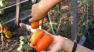 Томат сорт "Дьявол Джерси" (Jersey Devil)