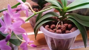 Полив орхидей в керамзите..как я поливаю..06.02.2020.