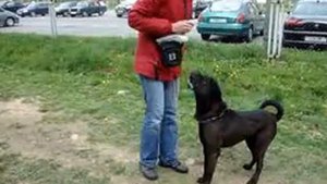 Дрессировка шарпея (1)