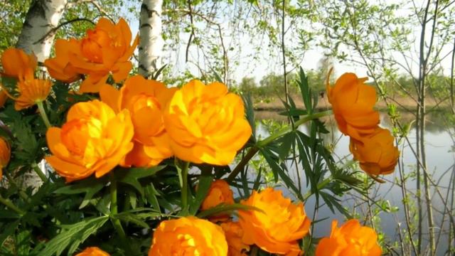 Один раз в год...🎼🎵🎶Красивая музыка смотреть онлайн