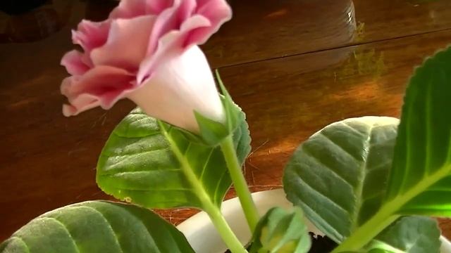 Глоксиния Розовое Удовольствие / gloxinia Pink Pleasure (2)