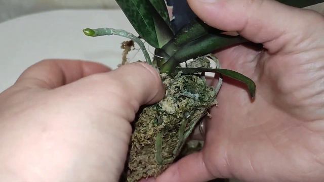 Простейшая Посадка Орхидеи из Мха в Кору