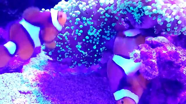 Рыбы-клоуны нерестятся в небольшом морском аквариуме смотреть онлайн