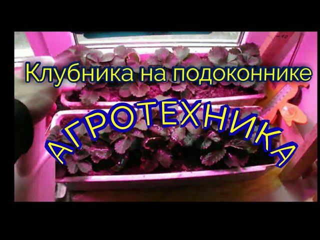 Агротехника клубники на подоконнике.