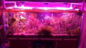Фитолампы в аквариуме