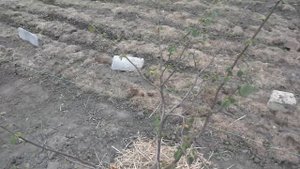 фундук 2017/трапезунд/размножение фундука/отводки /