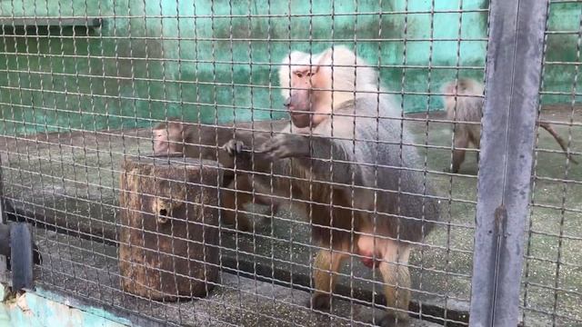 Очень интересно кормить гамадрил! смотреть онлайн