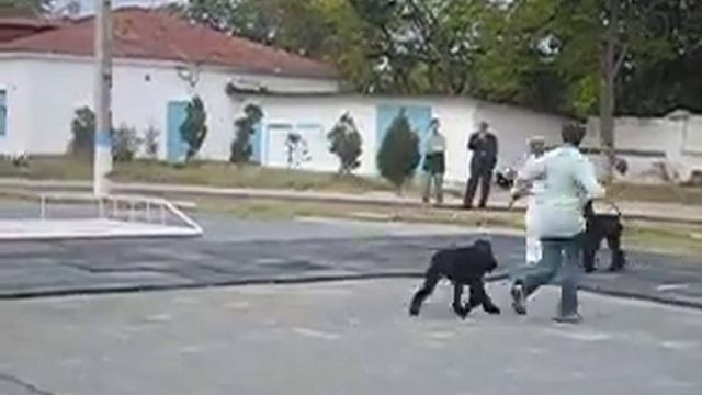 питомник  Роман-Кош. Помет Балаклавы Баско - А Б.