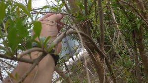 Выращивание граната в Краснодарском крае,обрезка граната.