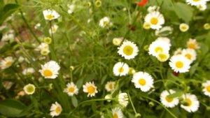 Карликовая почвопокровная ромашка для альпийской горки.