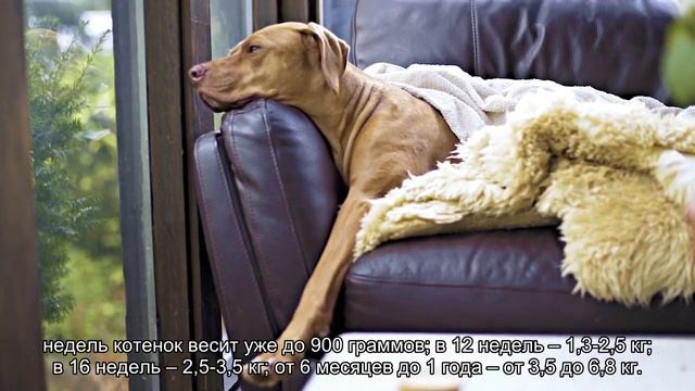 Когда котята перестают расти? смотреть онлайн