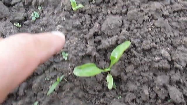 Мангольд на моем огороде смотреть онлайн