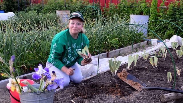 Секретная посадка бородатых ирисов. А вы знали как сажать ирисы? смотреть онлайн