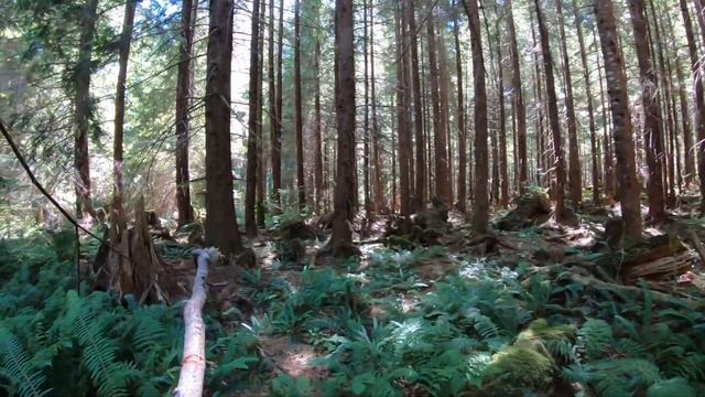 SOTA Activation Git Out Ridge Part 2, Washington State 2021 (SN-163) Fun with Amateur Radio смотреть онлайн