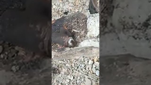 Лада Гранта замена задних тормозных колодок, цилиндра, барабана смотреть онлайн