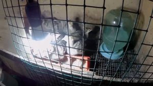 ВЗЯЛИ ИНДЮШАТ. Посмотрим что получится. Бронза 708 и белые