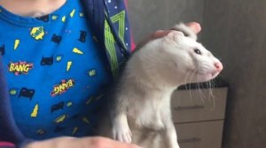 Уход за ушами хорьков / Furittus