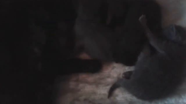 11 дневные котята донского сфинкса и дворовой кошки родились 1 мая 2018 смотреть онлайн