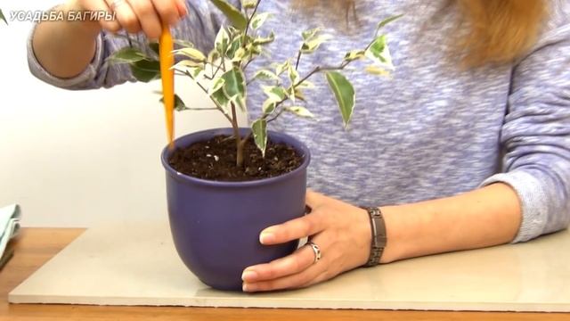 Полив комнатных растений