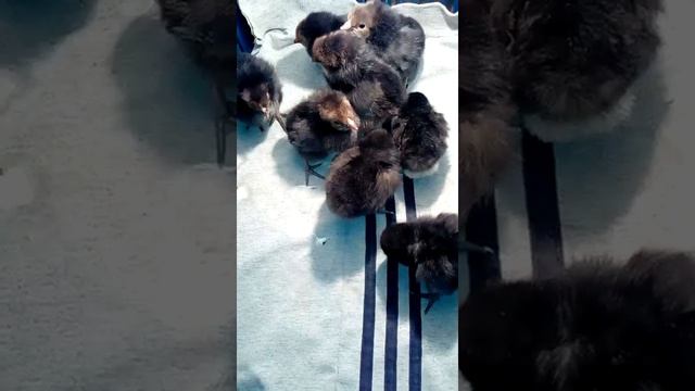 Суточные цыплята
