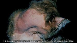 Чесотка у кошек: клещ, лечение в домашних условиях