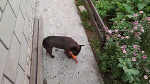 Что выросло на грядке с перцем у друга