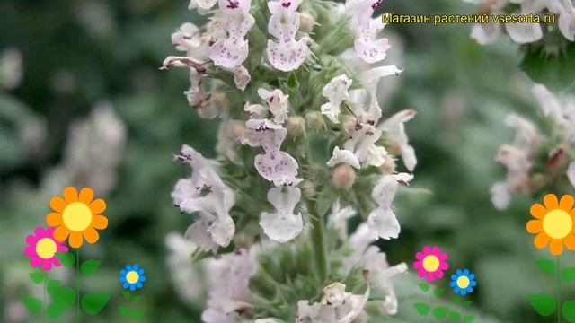 Котовник фассена Альба. Краткий обзор, описание характеристик nepeta faassenii Alba смотреть онлайн