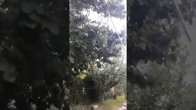 Ананасный абрикос.урожай