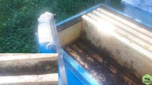 Карника медовая - Мёд с золотарника осенью