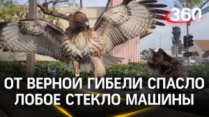 В Лос-Анджелесе ястреб приметил для себя лёгкую добычу, но котёнка спасло лобовое стекло автомобиля