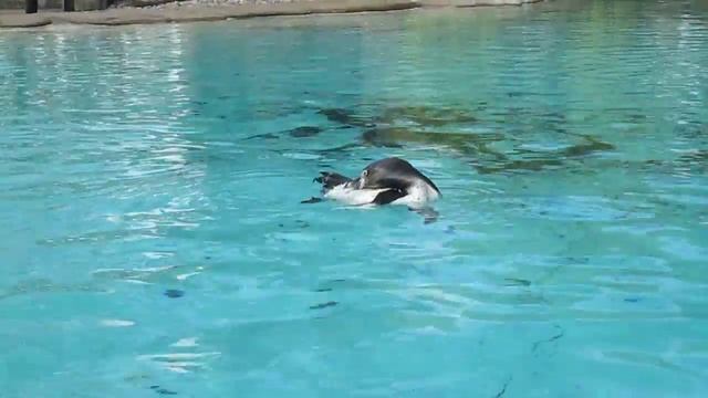 Пингвины в Лондонском Зоопарке смотреть онлайн