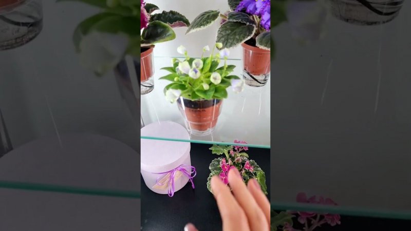 студия "Кухня Фиалки " Пионерская 29. Могилев.БР-Русь, АВ-Анна Каренина, Raspberry Crisp