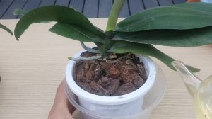 Just put this on the roots, orchids will sprout spikes immediately and bloom all year round