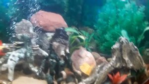 Аквариум -  JEBO R 470