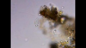 Инфузория Сувойка в капле воды под микроскопом