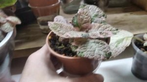 Акварельные эписции - обзор растений, условия содержания в комнатных условиях.