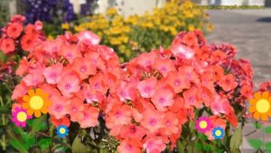 Флокс метельчатый Адесса Орендж. Краткий обзор, описание phlox paniculata Adessa Orange